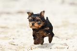 YORKSHIRE TERRIER 059